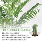 大型フェイクグリーン 200cm (ヤシの木 SN) 4枚目画像