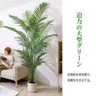 大型フェイクグリーン 200cm (ヤシの木 SN) 5枚目画像