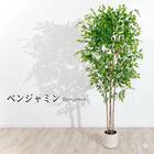 大型フェイクグリーン 200cm (ベンジャミン SN) 1枚目画像