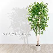 大型フェイクグリーン 200cm (ベンジャミン SN)