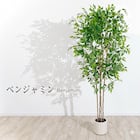 大型フェイクグリーン 200cm (ベンジャミン SN) 1枚目画像