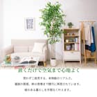 大型フェイクグリーン 200cm (ベンジャミン SN) 2枚目画像