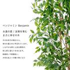 大型フェイクグリーン 200cm (ベンジャミン SN) 3枚目画像