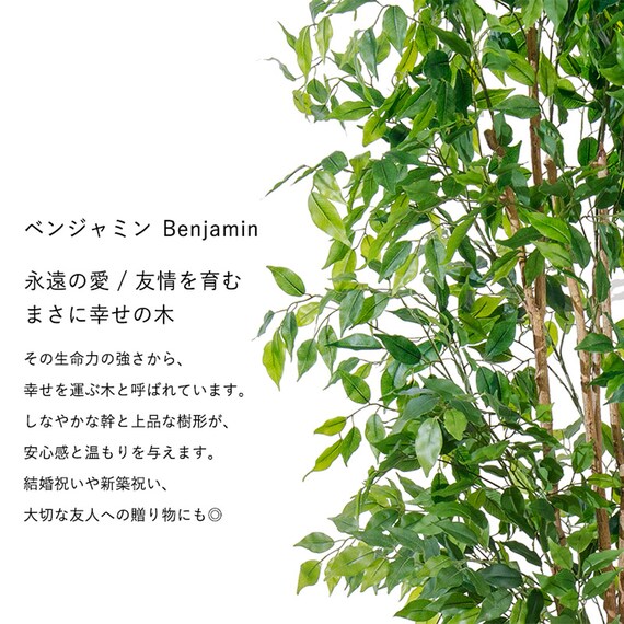 大型フェイクグリーン 200cm (ベンジャミン SN) 3枚目画像