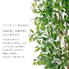 大型フェイクグリーン 200cm (ベンジャミン SN) 3枚目画像