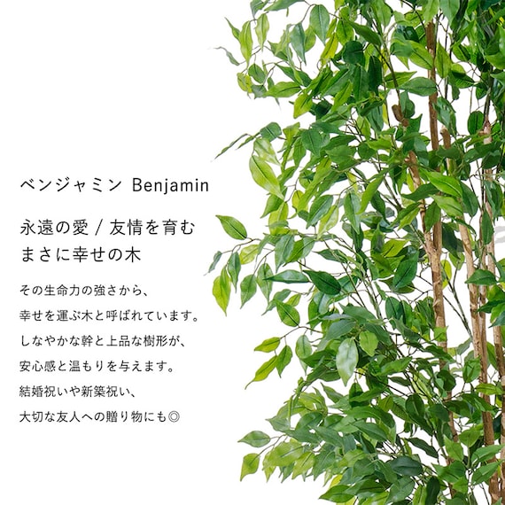 大型フェイクグリーン 200cm (ベンジャミン SN) 3枚目画像