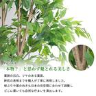 大型フェイクグリーン 200cm (ベンジャミン SN) 4枚目画像