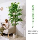 大型フェイクグリーン 200cm (ベンジャミン SN) 5枚目画像