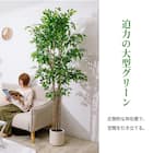 大型フェイクグリーン 200cm (ベンジャミン SN) 5枚目画像