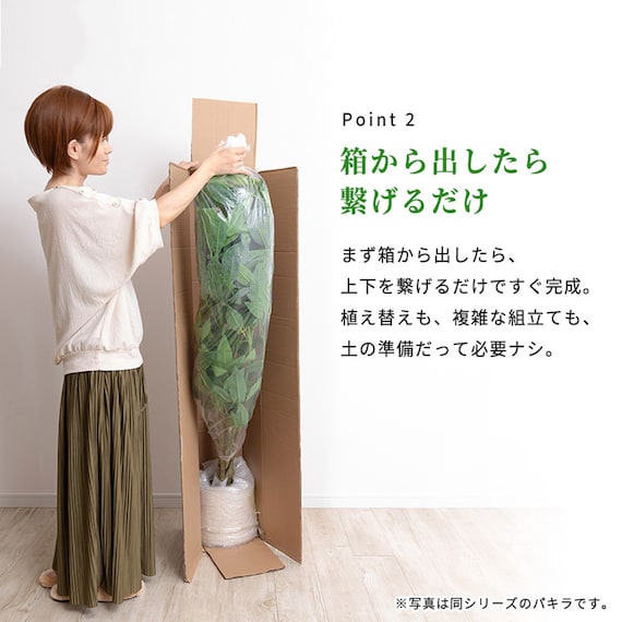 大型フェイクグリーン 200cm (ベンジャミン SN) 7枚目画像