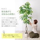 大型フェイクグリーン 200cm (ベンジャミン SN) 8枚目画像