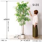 大型フェイクグリーン 200cm (ベンジャミン SN) 13枚目画像