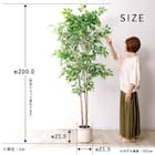 大型フェイクグリーン 200cm (ベンジャミン SN) 13枚目画像