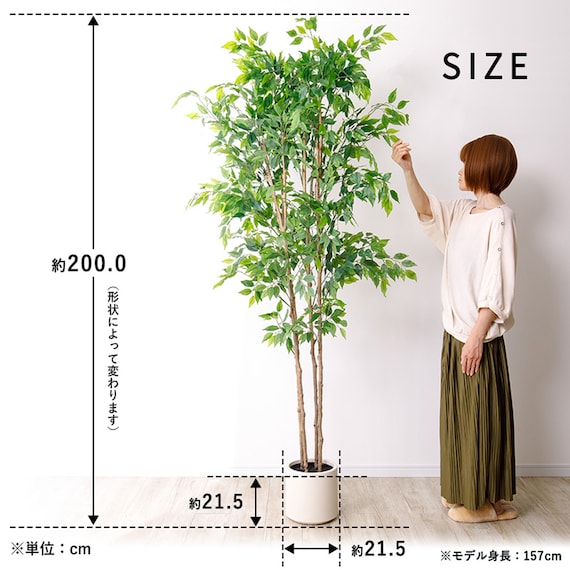 大型フェイクグリーン 200cm (ベンジャミン SN) 13枚目画像