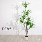 大型フェイクグリーン 215cm (ドラセナ SN) 1枚目画像