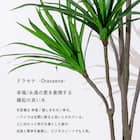 大型フェイクグリーン 215cm (ドラセナ SN) 3枚目画像
