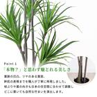 大型フェイクグリーン 215cm (ドラセナ SN) 4枚目画像