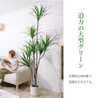 大型フェイクグリーン 215cm (ドラセナ SN) 5枚目画像