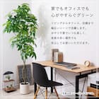 大型フェイクグリーン 215cm (ドラセナ SN) 6枚目画像