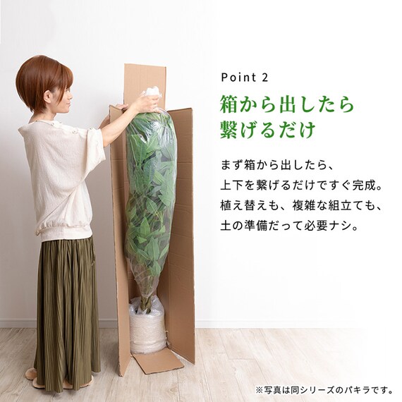 大型フェイクグリーン 215cm (ドラセナ SN) 7枚目画像