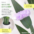 大型フェイクグリーン 215cm (ドラセナ SN) 10枚目画像