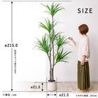 大型フェイクグリーン 215cm (ドラセナ SN) 13枚目画像
