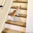 透明階段マット 40×20cm (15枚入り) 2枚目画像