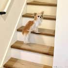 透明階段マット 40×20cm (15枚入り) 2枚目画像