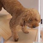 透明階段マット 40×20cm (15枚入り) 3枚目画像