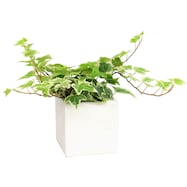 【観葉植物】ヘデラヘリックス・バリエガータ