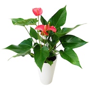 【観葉植物】アンスリウム(ピンク)