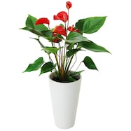 【観葉植物】アンスリウム(レッド)