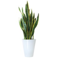 【観葉植物】サンセベリア　ローレンティ