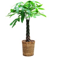 【観葉植物】パキラ8号　バスケット付き