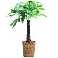 【観葉植物】パキラ8号 バスケット付き