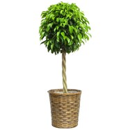【観葉植物】ベンジャミン8号　バスケット付き