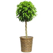 【観葉植物】ベンジャミン8号 バスケット付き