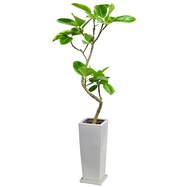 【観葉植物】フィカス「アルテシマ」　曲付・陶器鉢仕立
