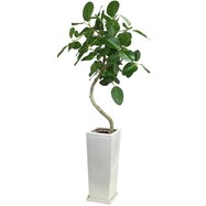 【観葉植物】フィカス「ベンガレンシス」　曲付・陶器鉢仕立