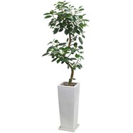 【観葉植物】フィカス「ルビギノーザ（フランスゴム）」　曲付・陶器鉢仕立