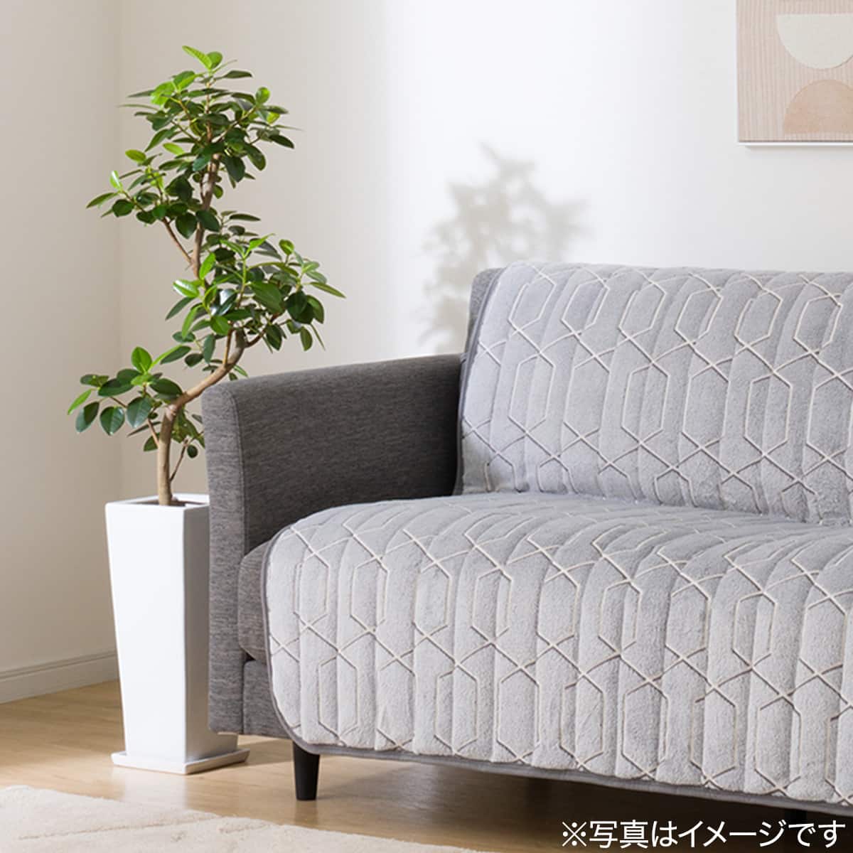 観葉植物】フィカス「ルビギノーザ（フランスゴム）」 曲付・陶器鉢