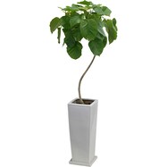 【観葉植物】フィカス「ウンベラータ」　曲付・陶器鉢仕立