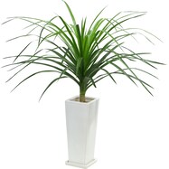 【観葉植物】ドラセナ「カンボジアーナ」　陶器鉢仕立