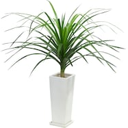 【観葉植物】ドラセナ「カンボジアーナ」 陶器鉢仕立