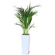 【観葉植物】ヤシ「スーパーアレカ」　陶器鉢仕立