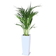 【観葉植物】ヤシ「スーパーアレカ」 陶器鉢仕立