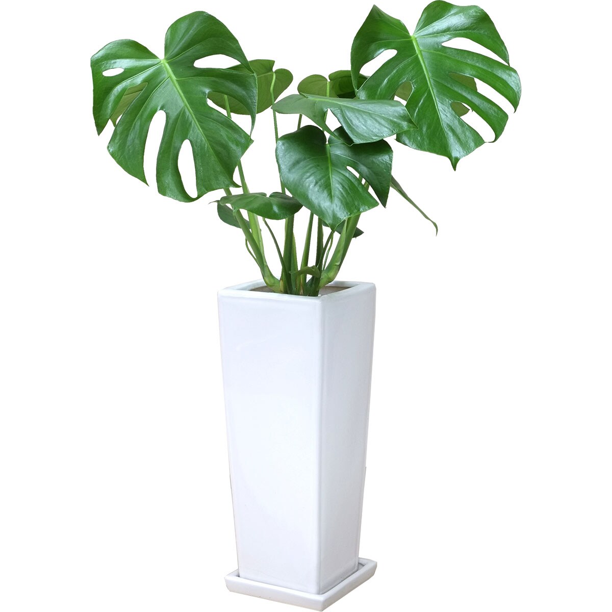 観葉植物】モンステラ「アダンソニー」 陶器鉢仕立 | ニトリネット