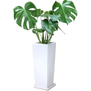 【観葉植物】モンステラ「アダンソニー」 陶器鉢仕立