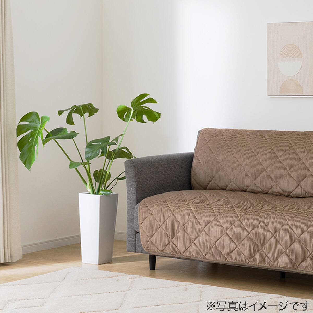 観葉植物】モンステラ「アダンソニー」 陶器鉢仕立 | ニトリネット