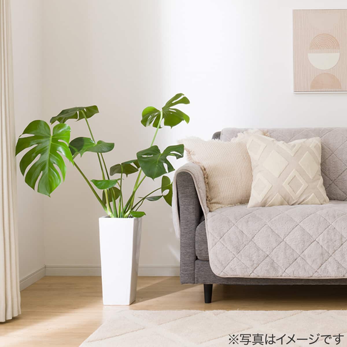 観葉植物】モンステラ「アダンソニー」 陶器鉢仕立 | ニトリネット